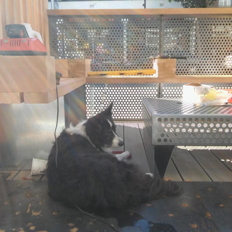 Remembering Colt, the best boy and a good dog.